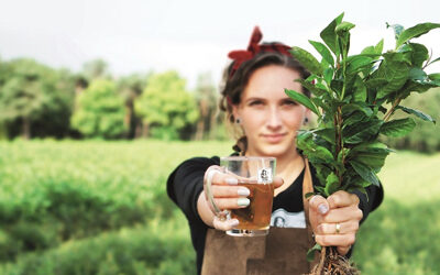 Local tea from Europe