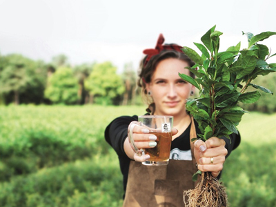 Local tea from Europe