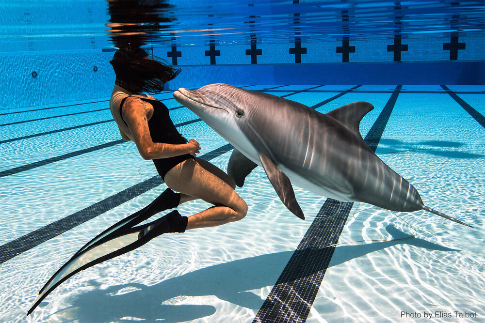 edge innovations animatronic dolfins european business news